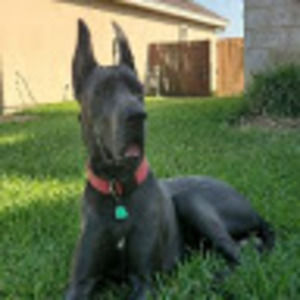 Meet your Posher, Toro